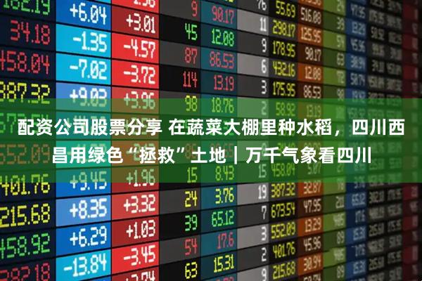 配资公司股票分享 在蔬菜大棚里种水稻，四川西昌用绿色“拯救”土地｜万千气象看四川